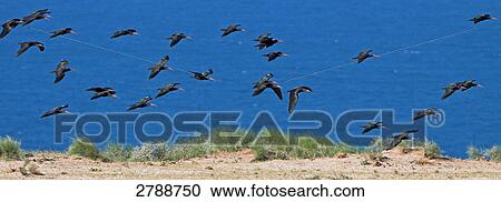 Flock of birds in flight View Large Photo Image Stock Image - Flock of birds in flight . Fotosearch