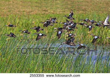 Stock Photography - Flock of Blue-winged Teal (Anas discors) birds in flight . Fotosearch