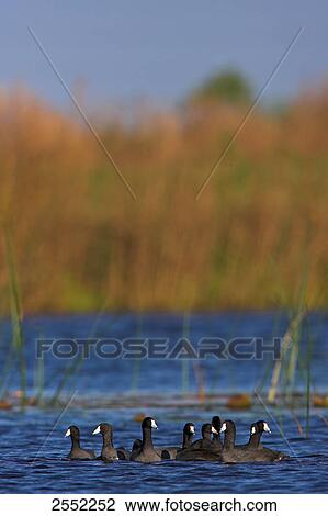 Flock of cranes swimming in lake View Large Photo Image Stock Image - Flock of cranes swimming in lake . Fotosearch