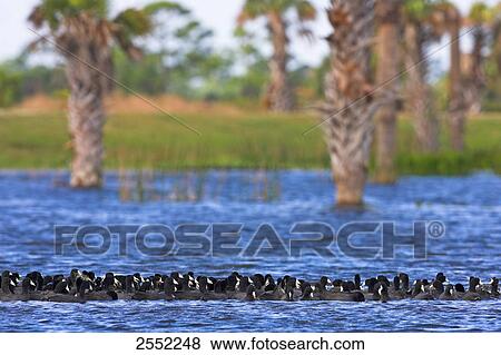 Stock Photo - Flock of cranes swimming in lake . Fotosearch