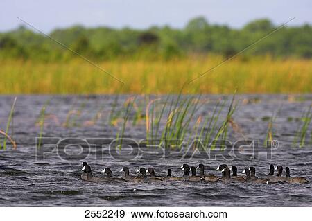 Stock Photo - Flock of cranes swimming in lake . Fotosearch