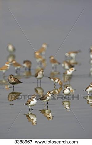 Flock of Kentish Plovers (Charadrius alexandrinus) standing in the water View Large Photo Image Stock Photo - Flock of Kentish Plovers (Charadrius alexandrinus) standing in the water . Fotosearch