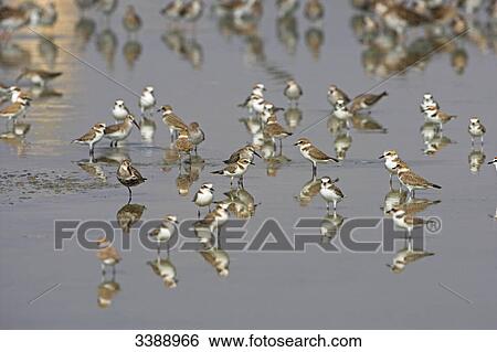 Flock of Kentish Plovers (Charadrius alexandrinus) standing in the water View Large Photo Image Stock Photograph - Flock of Kentish Plovers (Charadrius alexandrinus) standing in the water . Fotosearch