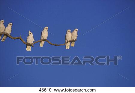 Flock of Little Corella (Cacatua sanguinea) birds perching on branch, Australia View Large Photo Image Stock Image - Flock of Little Corella (Cacatua sanguinea) birds perching on branch, Australia . Fotosearch