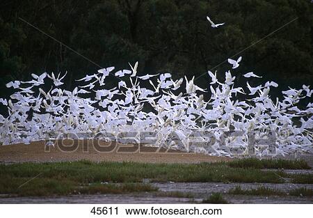Flock of Little Corella (Cacatua sanguinea) birds in flight, Australia View Large Photo Image Stock Image - Flock of Little Corella (Cacatua sanguinea) birds in flight, Australia . Fotosearch