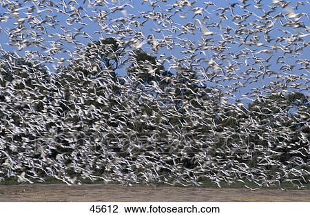 Stock Image - Flock of Little Corella (Cacatua sanguinea) birds in flight, Australia . Fotosearch