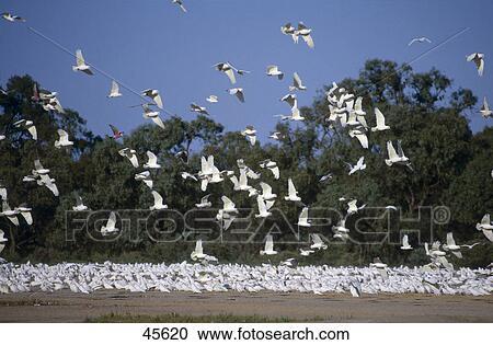 Stock Image - Flock of Little Corella (Cacatua sanguinea) birds in flight, Australia . Fotosearch