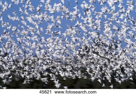 Stock Image - Flock of Little Corella (Cacatua sanguinea) birds in flight, Australia . Fotosearch