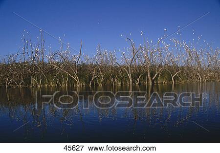 Stock Photo - Flock of Little Corella (Cacatua sanguinea) birds perching on trees, Australia . Fotosearch