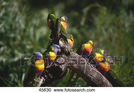Stock Image - Flock of Rainbow Lorikeet (Trichoglossus haematodus) birds perching on branch, Warrawong, Australia . Fotosearch
