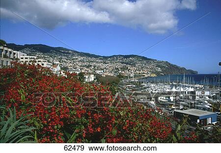 Flowers blooming in a town on a coast in the background, Madeira Funchal, Madeira, Portugal View Large Photo Image Stock Photo - Flowers blooming in a town on a coast in the background, Madeira Funchal, Madeira, Portugal . Fotosearch