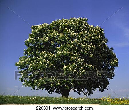 Flowers blooming on chestnut tree in field, Germany View Large Photo Image Stock Image - Flowers blooming on chestnut tree in field, Germany . Fotosearch