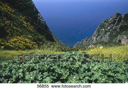 Stock Photography - Flowers on a cliff overlooking the sea . Fotosearch