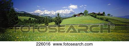 Stock Photograph - Flowers on grassy landscape, Tyrol, Austria . Fotosearch
