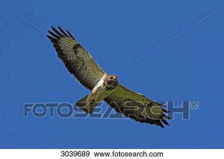Flying Buzzard (Buteo buteo), view from below View Large Photo Image Stock Photo - Flying Buzzard (Buteo buteo), view from below . Fotosearch