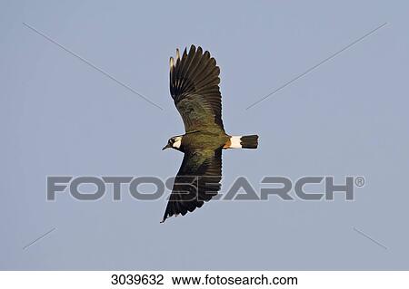 Flying Lapwing (Vanellus vanellus), side view View Large Photo Image Stock Image - Flying Lapwing (Vanellus vanellus), side view . Fotosearch