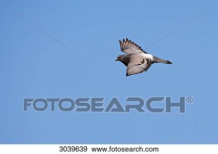 Flying Rock Pigeon (Columba livia), side view View Large Photo Image Stock Photo - Flying Rock Pigeon (Columba livia), side view . Fotosearch
