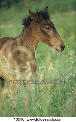 Foal in field View Large Photo Image Stock Image - Foal in field . Fotosearch