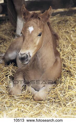 Stock Image - Foal lying on straw . Fotosearch