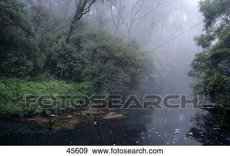 Fog over river, Cabramatta Creek, Sydney, New South Wales, Australia View Large Photo Image Stock Photo - Fog over river, Cabramatta Creek, Sydney, New South Wales, Australia . Fotosearch