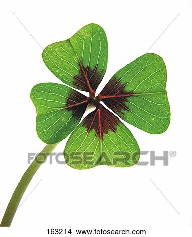 Picture - Four-leaf clover, close-up . Fotosearch