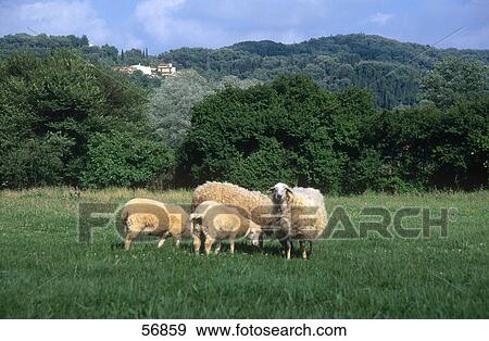 Stock Photo - Four sheep in field, Agios Georgios, Korfu, Greece . Fotosearch
