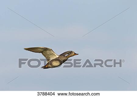Picture - Gadwall (Anas strepera) flying . Fotosearch