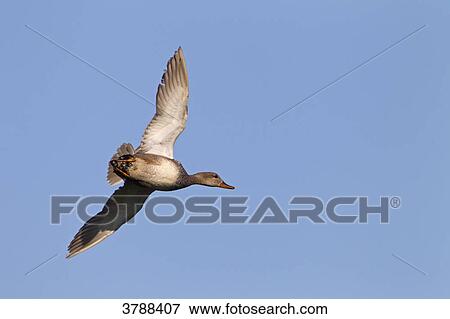 Gadwall (Anas strepera) flying View Large Photo Image Stock Photo - Gadwall (Anas strepera) flying . Fotosearch
