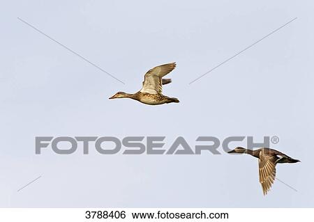 Stock Photograph - Gadwall pair (Anas strepera) flying . Fotosearch