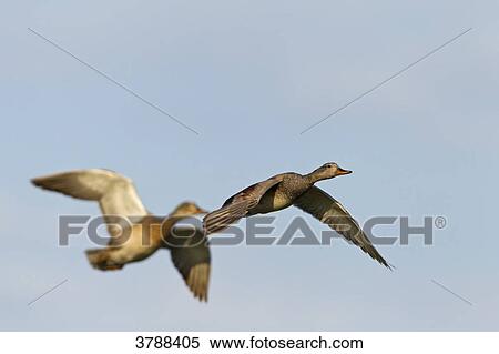 Stock Photography - Gadwall pair (Anas strepera) flying . Fotosearch