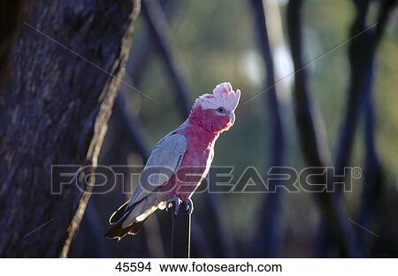 Picture - Galah (Eolophus roseicapilla) perching on branch, Australia . Fotosearch