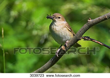 Stock Image - Garden Warbler (Sylvia borin) sitting on branch with prey, close-up . Fotosearch