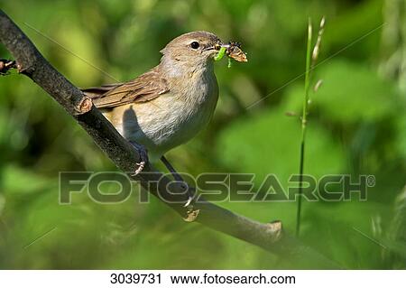 Garden Warbler (Sylvia borin) with prey sitting on branch View Large Photo Image Stock Image - Garden Warbler (Sylvia borin) with prey sitting on branch . Fotosearch