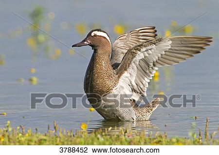 Garganey (Anas querquedula) in water View Large Photo Image Stock Image - Garganey (Anas querquedula) in water . Fotosearch