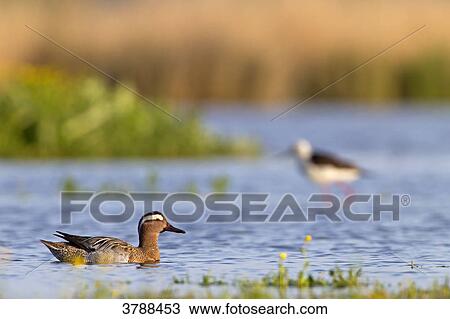 Stock Image - Garganey (Anas querquedula) swimming in water . Fotosearch