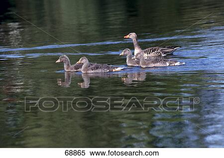 Geese floating on water View Large Photo Image Stock Photography - Geese floating on water . Fotosearch