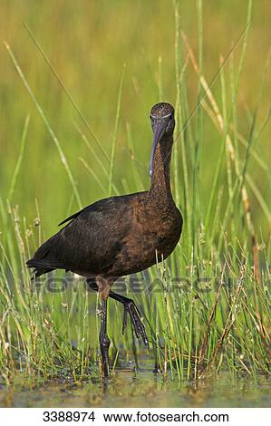 Glossy Ibis (Plegadis falcinellus) standing in long grass View Large Photo Image Picture - Glossy Ibis (Plegadis falcinellus) standing in long grass . Fotosearch