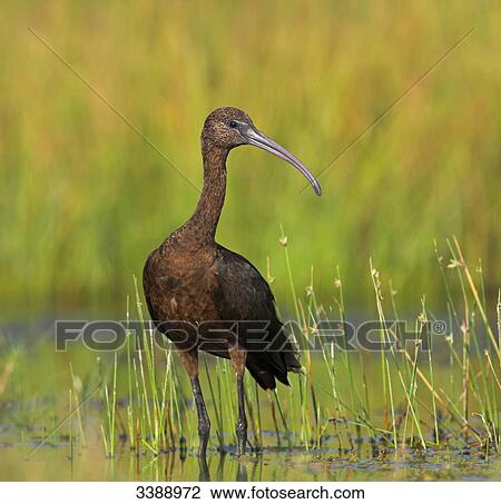Glossy Ibis (Plegadis falcinellus) standing in water View Large Photo Image Stock Image - Glossy Ibis (Plegadis falcinellus) standing in water . Fotosearch