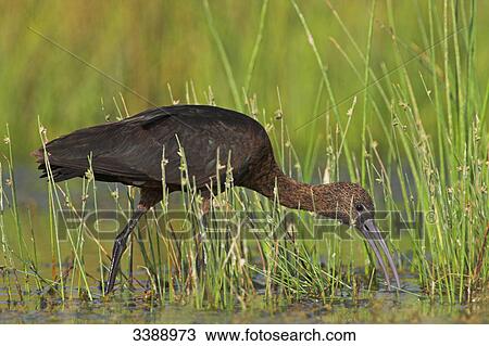 Stock Image - Glossy Ibis (Plegadis falcinellus) standing in water . Fotosearch