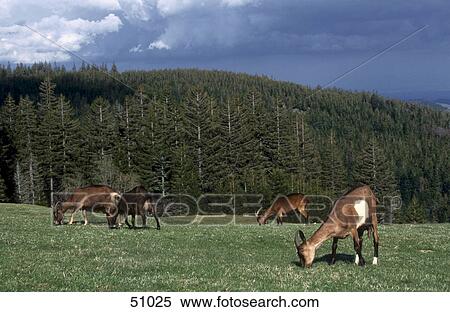 Goats grazing grass in field, Vosges, France View Large Photo Image Stock Photography - Goats grazing grass in field, Vosges, France . Fotosearch