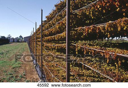 Grapes drying in field, Australia View Large Photo Image Stock Image - Grapes drying in field, Australia . Fotosearch