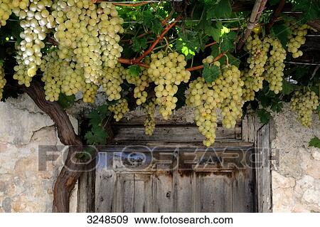 Grapes growing on an old house facade, Rhodes, Greece, close-up View Large Photo Image Stock Photo - Grapes growing on an old house facade, Rhodes, Greece, close-up . Fotosearch