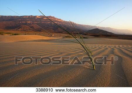 Grass growing on a sand dune View Large Photo Image Stock Image - Grass growing on a sand dune . Fotosearch