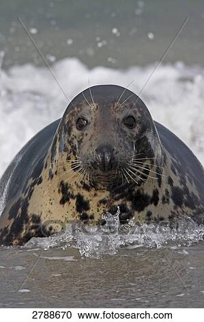 gray seal, grey seal, Halichoerus grypus, Portrait View Large Photo Image Stock Image - gray seal, grey seal, Halichoerus grypus, Portrait . Fotosearch