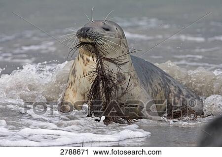 gray seal, grey seal, Halichoerus grypus View Large Photo Image Stock Image - gray seal, grey seal, Halichoerus grypus . Fotosearch