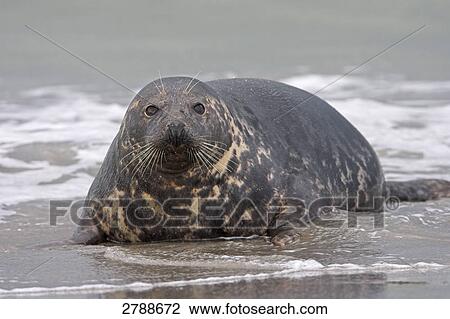 gray seal, grey seal, Halichoerus grypus, full shot View Large Photo Image Stock Image - gray seal, grey seal, Halichoerus grypus, full shot . Fotosearch