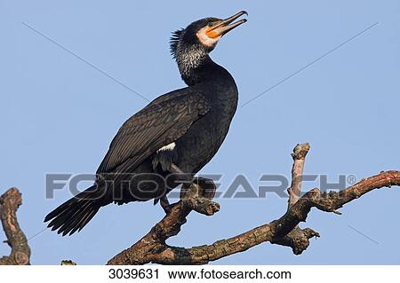 Stock Image - Great Cormorant (Phalacrocorax carbo) sitting on branch, side view . Fotosearch