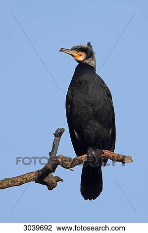 Great Cormorant (Phalacrocorax carbo) sitting on branch, view from below View Large Photo Image Stock Image - Great Cormorant (Phalacrocorax carbo) sitting on branch, view from below . Fotosearch