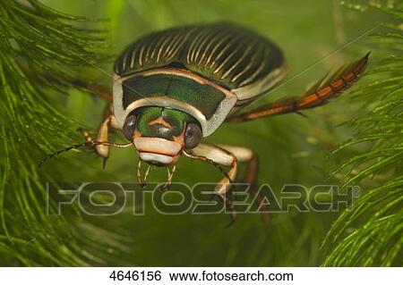 Great diving beetles, Dytiscus marginales View Large Photo Image Stock Photograph - Great diving beetles, Dytiscus marginales . Fotosearch
