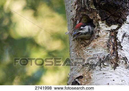 Stock Photo - Great Spotted Woodpecker (Dendrocopos major) in tree hole . Fotosearch